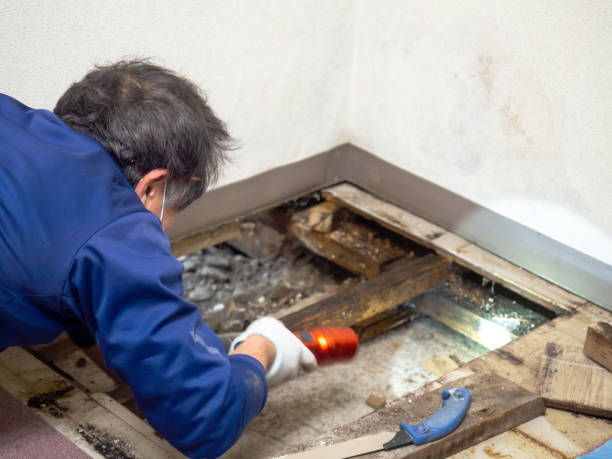 Best DIY Mold Remediation Support Services in Bonadelle Ranchos, CA