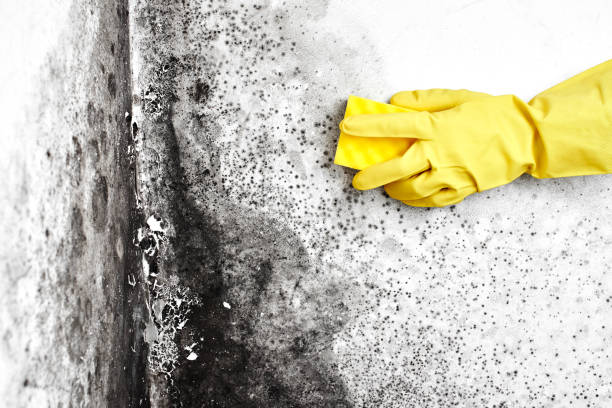Reliable Bonadelle Ranchos, CA Mold Remediation Solutions