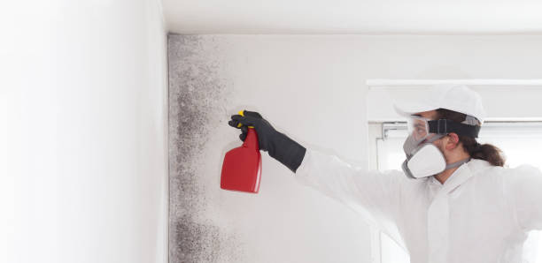 Best Commercial Mold Remediation in Bonadelle Ranchos, CA