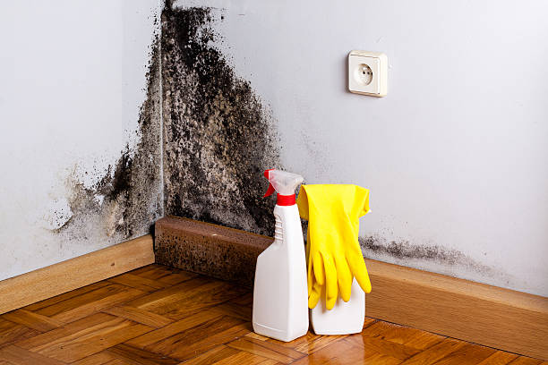 Best Mold Testing and Inspection Services in Bonadelle Ranchos, CA