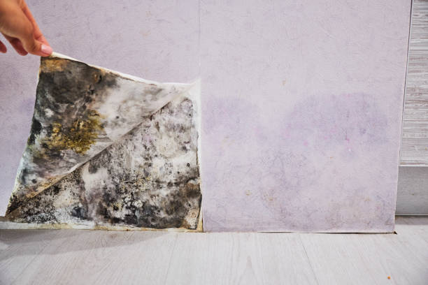 Best Preventive Mold Services in Bonadelle Ranchos, CA